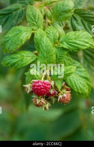 Wilde Früchte des Waldes : Bündel von späten Himbeeren im Herbst, Nahaufnahme Stockfoto