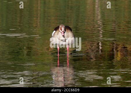 Ägyptische Gans (Alopochen aegyptiaca) steht im Wasser bei Intaka Island Vogelschutzgebiet, Century City, Kapstadt, Südafrika. Stockfoto