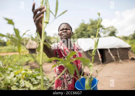 Achola Josephine (35), eine Flüchtlingssiedlerin aus dem Südsudan, erntet Okra in ihrem kleinen Garten in der Flüchtlingssiedlung Palabek im Norden Ugandas. Stockfoto