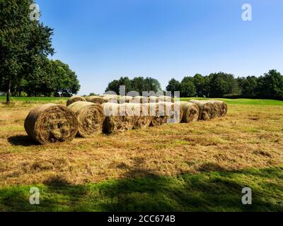 Heuballen am Rande des Golfplatzes Rudding Park Estate in der Nähe von Harrogate North Yorkshire England Stockfoto