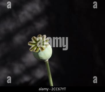 Gehäuse aus Opium-Mohn Stockfoto