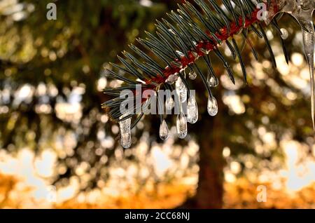 Kleiner Tropfen wie Eiszapfen auf grünem Kiefernbaum Zweig im Winter in Siebenbürgen. Stockfoto