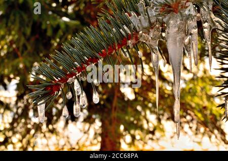 Kleiner Tropfen wie Eiszapfen auf grünem Kiefernbaum Zweig im Winter in Siebenbürgen. Stockfoto