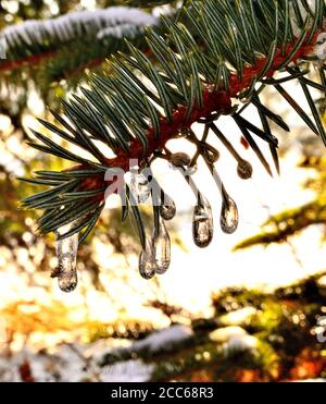 Kleiner Tropfen wie Eiszapfen auf grünem Kiefernbaum Zweig im Winter in Siebenbürgen. Stockfoto