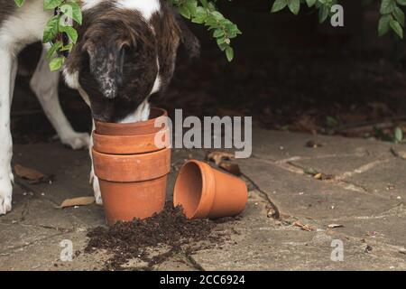 Großer mehrfarbiger Hund mit Nase in einem Stapel terra Cotta Töpfe Stockfoto