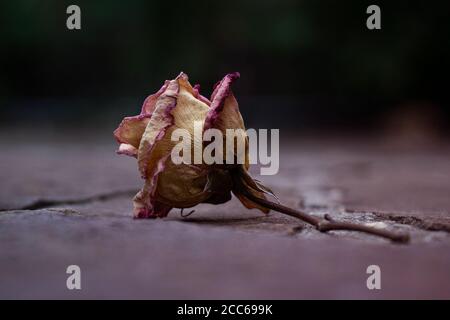 Gelbe und rosa getrocknete Rose mit Stiel - Nahaufnahme Auf Schiefer Stockfoto