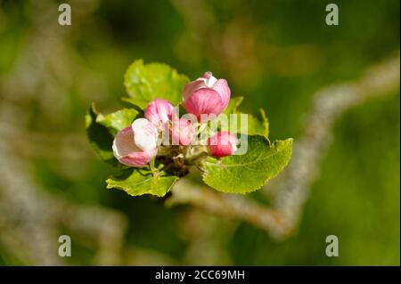 APFELBLÜTE AUF BRAUNEM AST Stockfoto