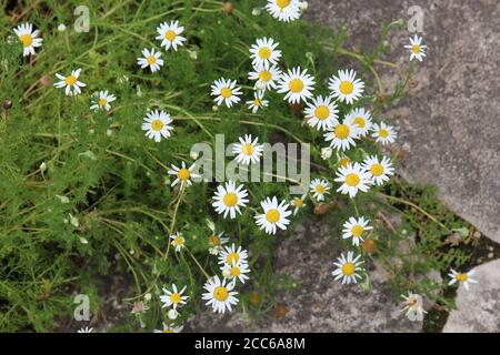 Deutsche Kamille, Matricaria chamomilla, wächst neben einem Steinweg Stockfoto