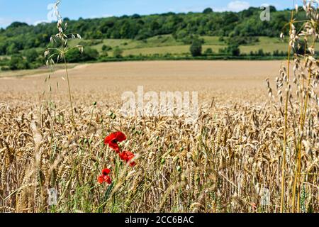 Weizenfelder bei Shoreham in Kent, England - seichtes Verteidigungsministerium Stockfoto