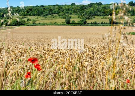 Weizenfelder bei Shoreham in Kent, England Stockfoto