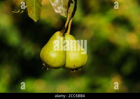 Zwei reife Birnen hängen an einem Ast im Garten. Stockfoto