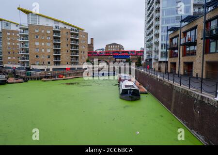 Blaualgen im Limehouse Basin im Osten Londons sind ein Docklands Marina und Wohnimmobilien Entwicklung im Borough of Tower Hamlets Stockfoto