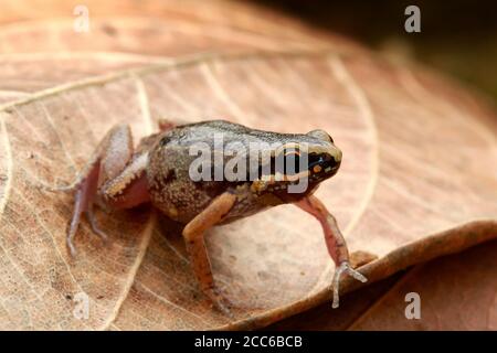 Deli Little Pygmy Frog (Micryletta sp.) Stockfoto