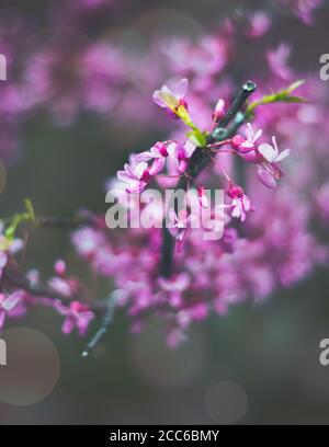 Nahaufnahme des östlichen Rotknospen-Zweiges mit blühenden rosa Blüten Stockfoto