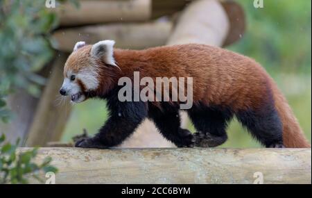 Roter Panda, der an einem Baumstamm entlang läuft Stockfoto