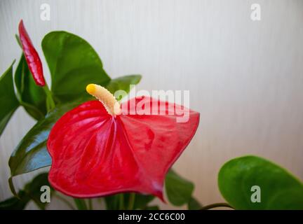 Schöne rote Anthurium Blume auf weißem Hintergrund. Friedliche Natur. Stockfoto