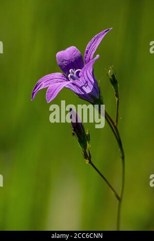 Wildausbreitende Glockenblume, Campanula patula Stockfoto