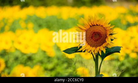 Isolierte Sonnenblume am Morgen, verschwommener Hintergrund Stockfoto