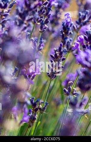 Zweig von wilden Lavendelblüten in den Bergen. Nahaufnahme Stockfoto