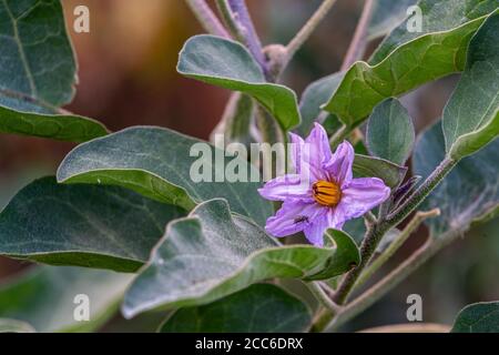 Aubergine Blume im Gemüsegarten Stockfoto