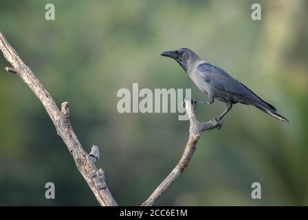 House Crow - Corvus splendens, gemeinsame schwarze Krähe aus asiatischen Wäldern und Wäldern, Sri Lanka. Stockfoto