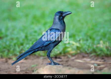 House Crow - Corvus splendens, gemeinsame schwarze Krähe aus asiatischen Wäldern und Wäldern, Sri Lanka. Stockfoto