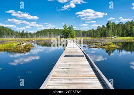 Boardwalk durch Feuchtgebiete und Biberhütten in Temagami, Ontario, Kanada Stockfoto