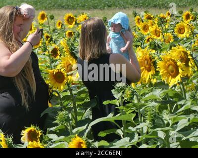 Besucher genießen Sonnenblumen Patch. Stockfoto