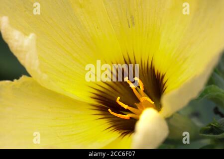 Blühende gelbe Blüten mit blassgelben Blütenstillen Stockfoto