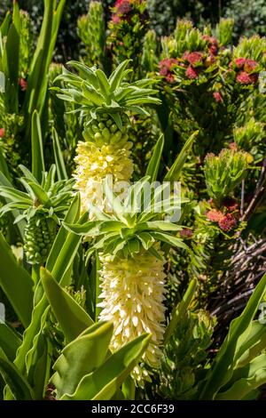 Gelb-grüne Blüten Pflanzen im Kirstenbosch National Botanical Garden, Kapstadt, Südafrika. Stockfoto