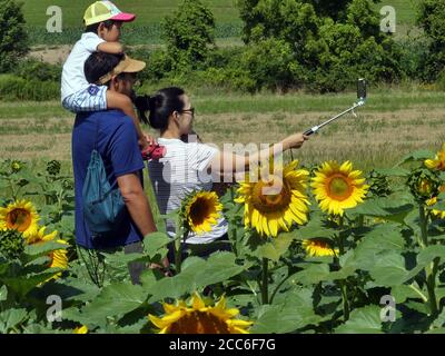 Besucher genießen Sonnenblumen Patch. Stockfoto