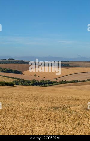 Sanfte Hügel mit Getreidepflanzen wachsen in den South Downs, an einem sonnigen Sommertag Stockfoto