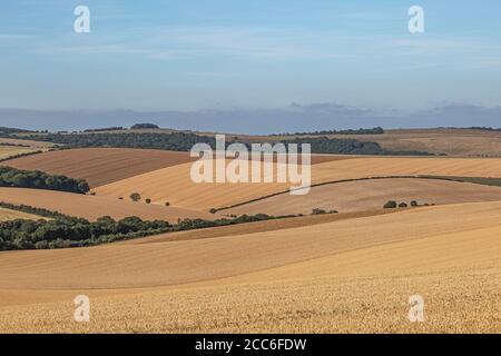 Sanfte Hügel mit Getreidepflanzen wachsen in den South Downs, an einem sonnigen Sommertag Stockfoto