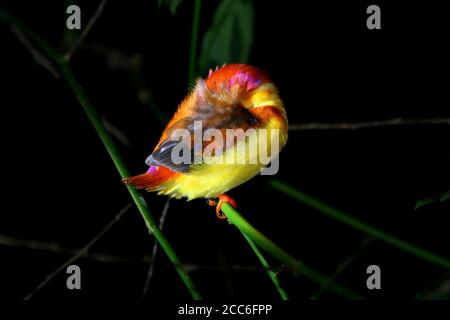 Schlafender Eisvogel, Ceyx rufidorsa Stockfoto