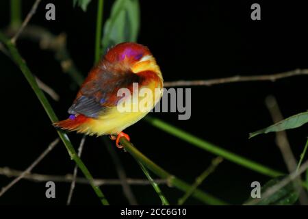 Schlafender Eisvogel, Ceyx rufidorsa Stockfoto