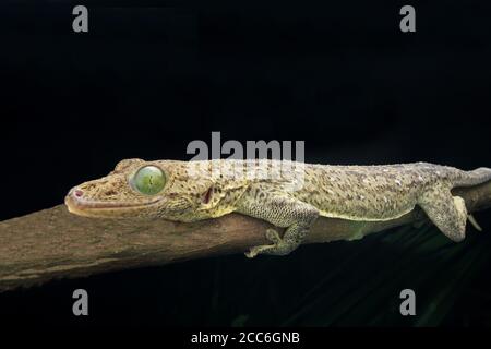 Grünäugiger Gecko, Gekko smithii, Stockfoto