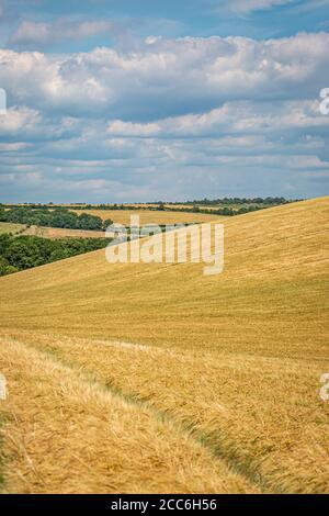 Getreidepflanzen wachsen in den South Downs in Sussex, an einem sonnigen Sommertag Stockfoto