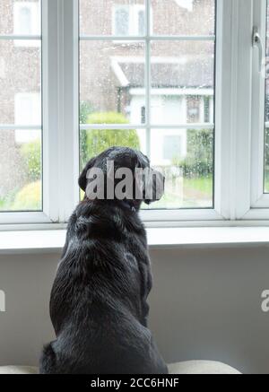 Ein schwarzer labrador Retriever sitzt und schaut an einem regnerischen Tag aus dem Fenster. Stockfoto