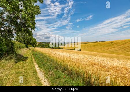 Ein Pfad entlang Ackerland auf dem South Downs Way in Sussex, an einem sonnigen Sommertag Stockfoto