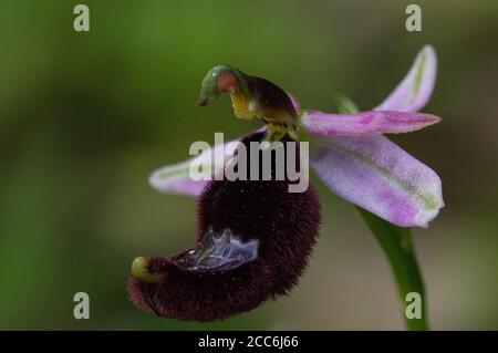 Bertoloni's Bee Orchid, Ophrys bertolonii Stockfoto