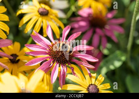 Bienen auf gelben Nadelblüten und Echinacea-Blüten Stockfoto