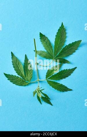 Draufsicht auf einen Zweig der Cannabispflanze auf blau Hintergrund Stockfoto