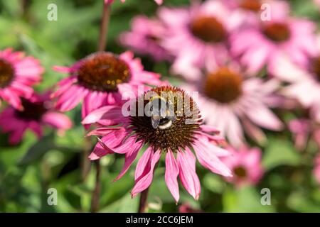 Biene auf Echinacea Blume Stockfoto
