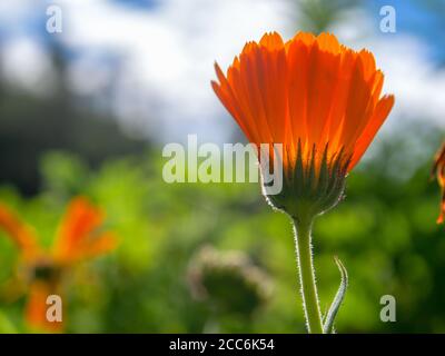 Makrofotografie einer Ringelblume gegen den Nachmittags-Himmel, aufgenommen in den zentralen Andenbergen Kolumbiens in der Nähe der Stadt Arcabuco. Stockfoto