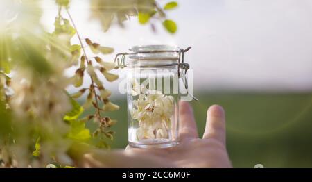 Robinia (falsche Akazie) ätherisches Öl (Heilmittel, Extrakt) Flasche mit frischen Akazienblüten Stockfoto