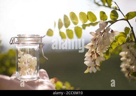 Robinia (falsche Akazie) ätherisches Öl (Heilmittel, Extrakt) Flasche mit frischen Akazienblüten Stockfoto