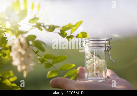 Ätherisches Öl und Akazienblüten auf natürlichem Hintergrund. Stockfoto