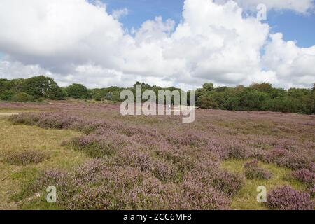 Dünenlandschaft. Radweg durch die niederländischen Dünen in Nordholland in der Nähe des Dorfes Bergen. Sommer mit blühender Heide (Calluna vulgaris). Stockfoto