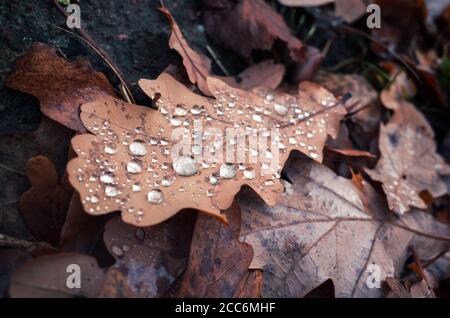 Trockenes Eichenblatt mit Wassertropfen legt sich im Herbst auf den Boden, natürliches Hintergrundfoto mit selektivem Weichfokus Stockfoto