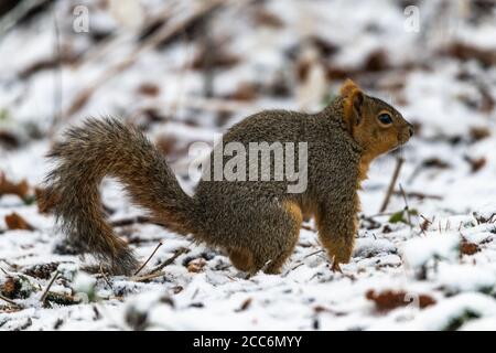 Ostfuchshörnchen (Sciurus niger) im Winter Stockfoto